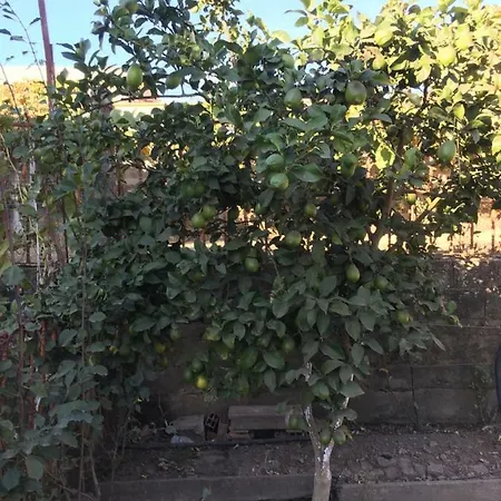 Casa Da Mama דירה